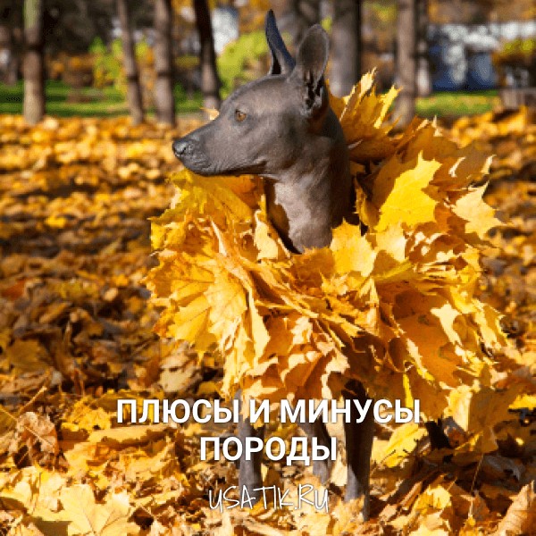 Плюсы и минусы ксолоитцкуинтли