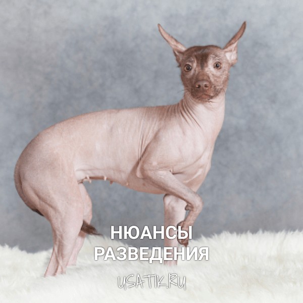 Разведение ксолоитцкуинтли