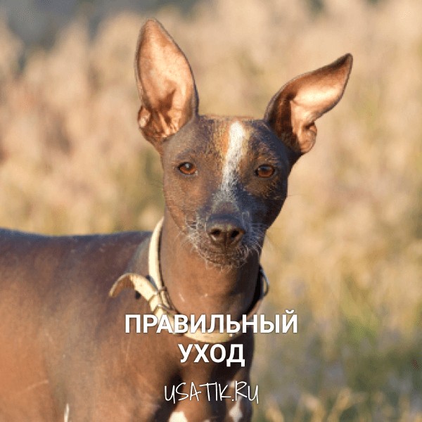 Уход за ксолоитцкуинтли