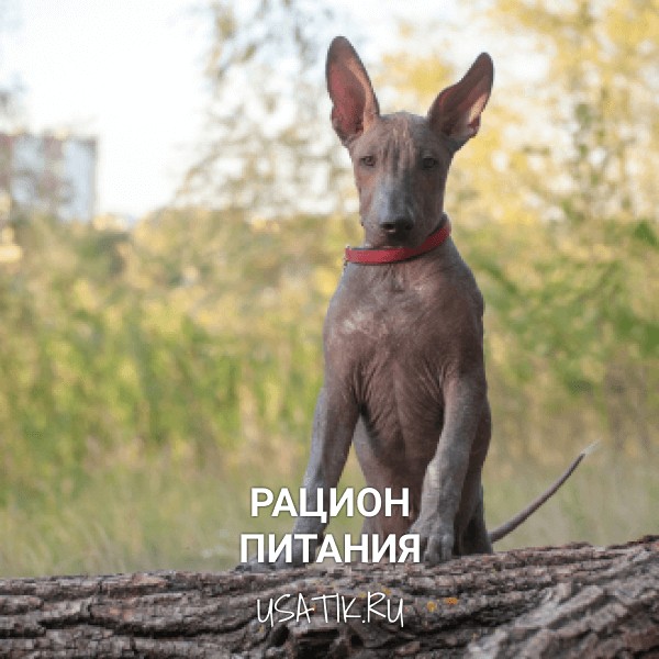 Рацион питания ксолоитцкуинтли