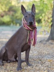 Ксолоитцкуинтли