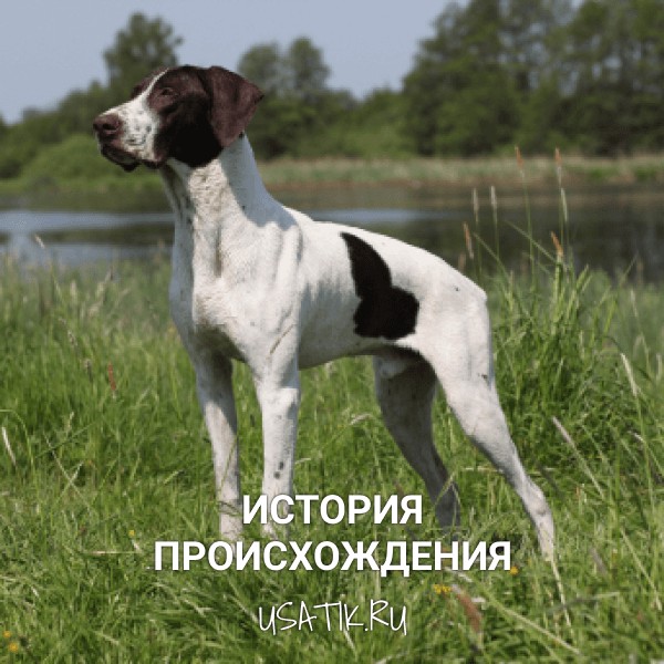 История происхождения курцхааров