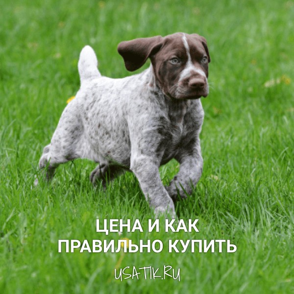 Курцхаар - цена и как правильно купить