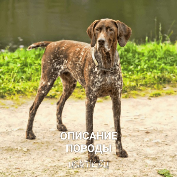 Курцхаар - описание породы