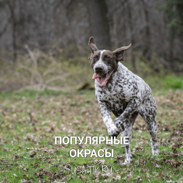 Популярные окрасы курцхааров