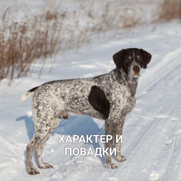 Характер и повадки курцхааров