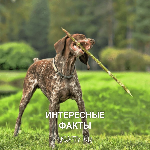 Интересные факты о курцхаарах