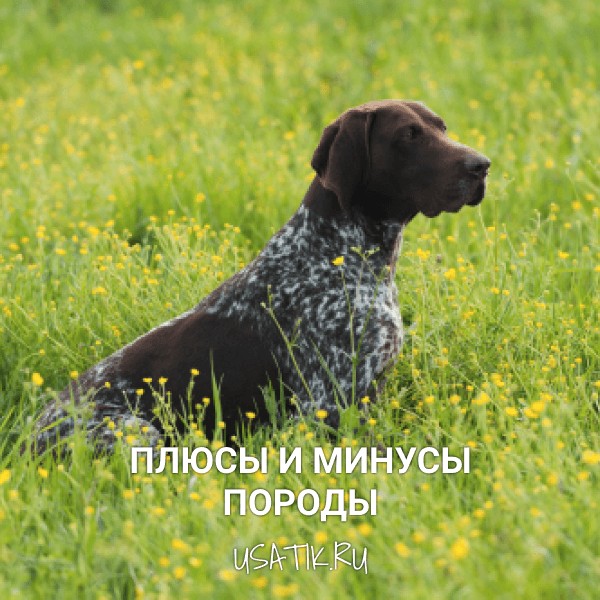 Плюсы и минусы курцхааров