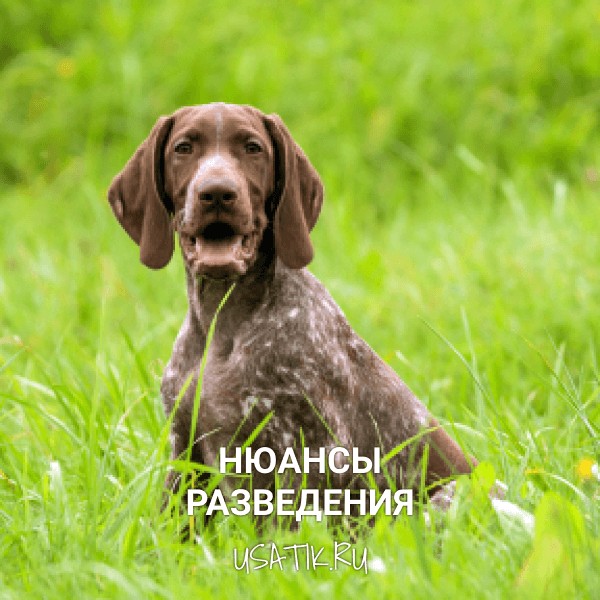 Разведение курцхааров