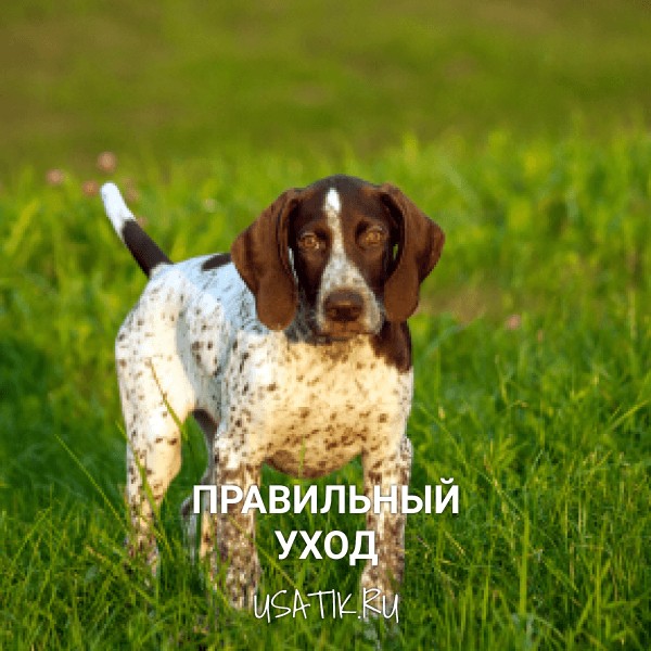 Уход за курцхаарами