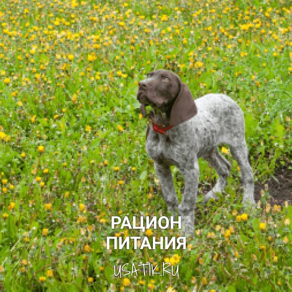 Рацион питания курцхааров