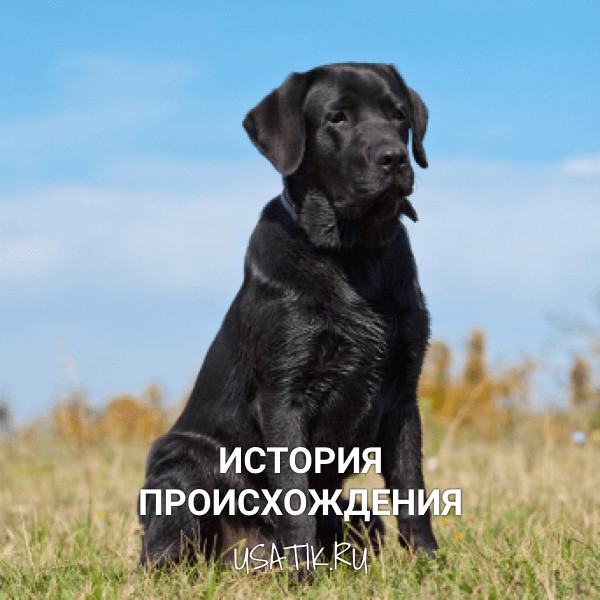 История происхождения лабрадоров