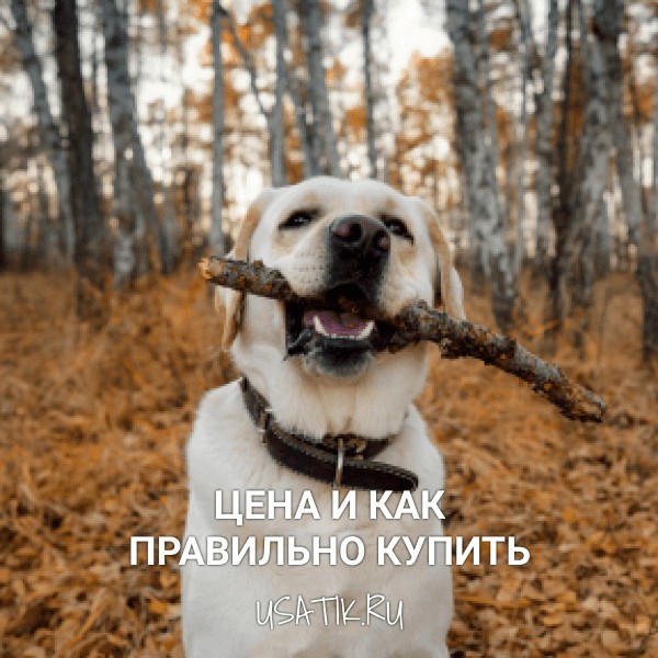 Лабрадор - цена и как правильно купить