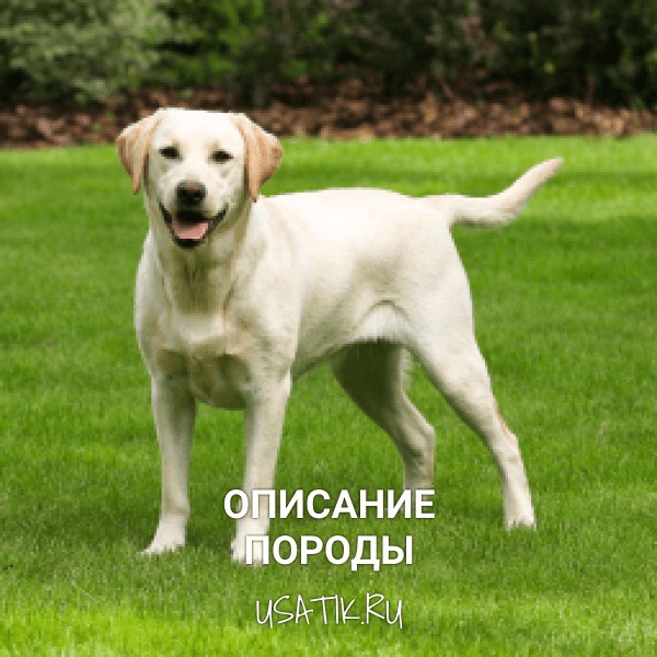 Лабрадор - описание породы