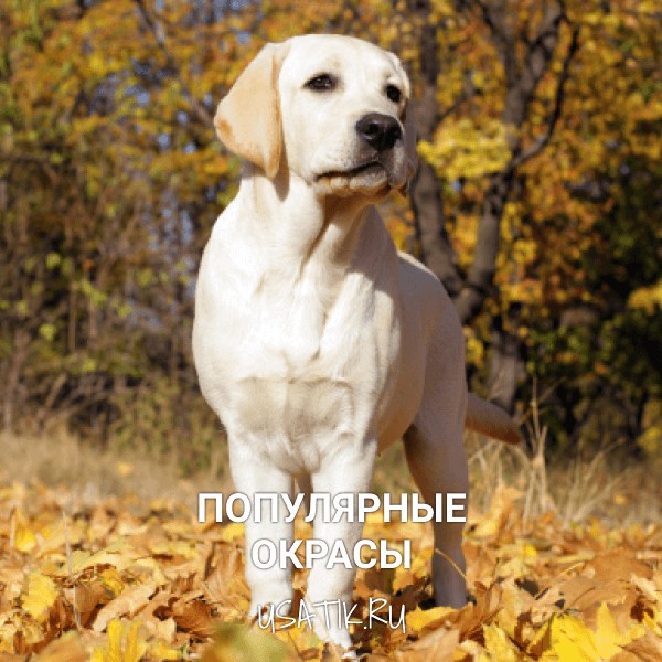 Популярные окрасы лабрадоров