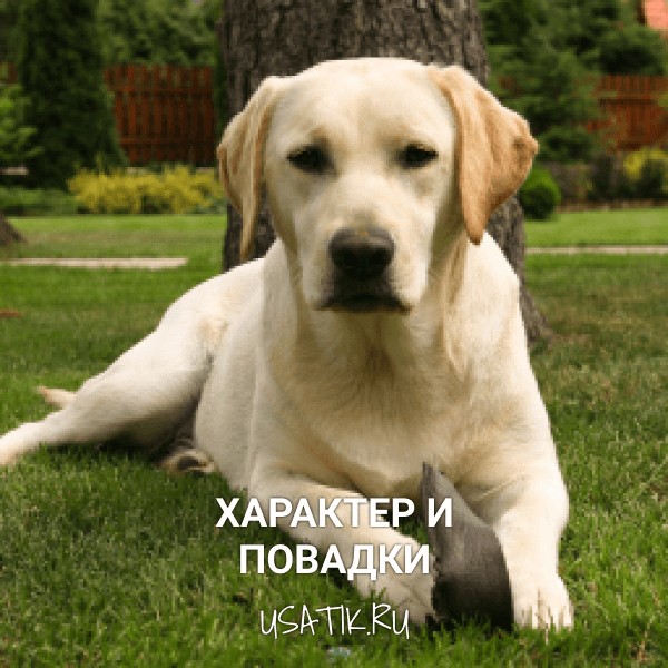 Характер и повадки лабрадоров