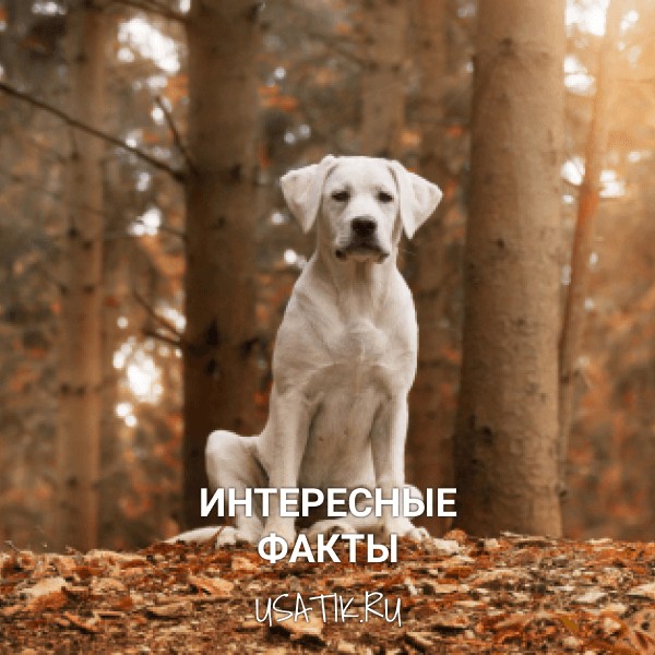 Интересные факты о лабрадорах