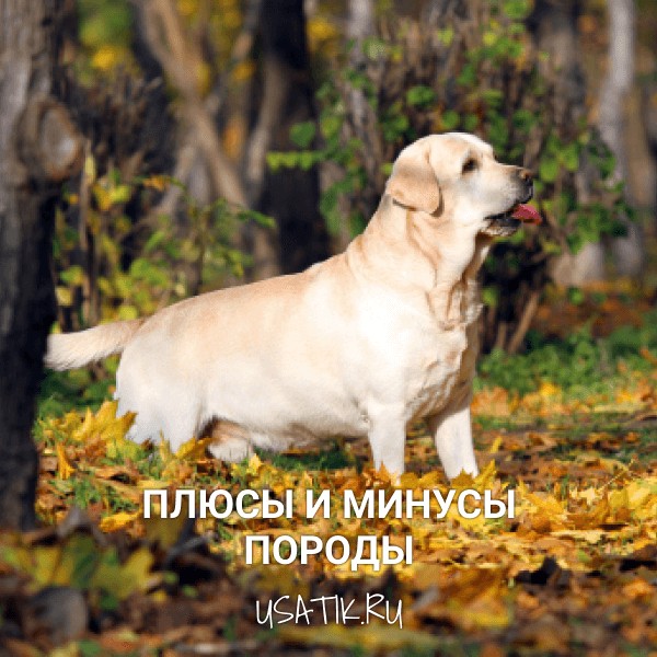 Плюсы и минусы лабрадоров