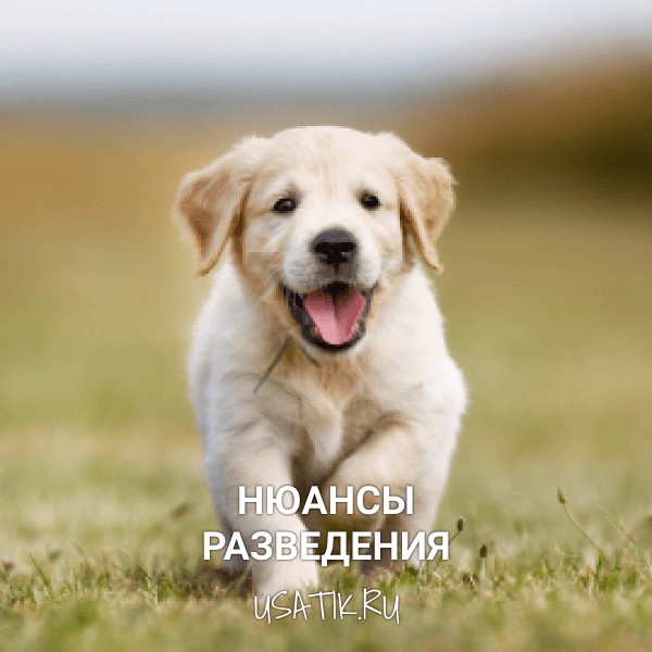 Разведение лабрадоров