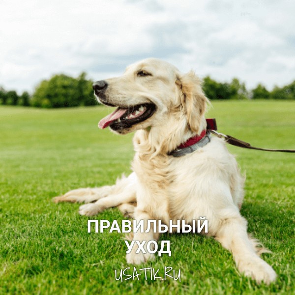 Уход за лабрадорами