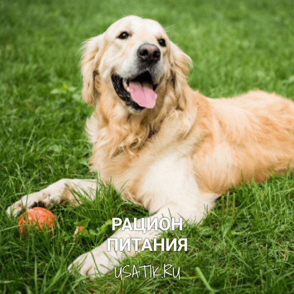 Рацион питания лабрадоров