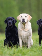 Лабрадор ретривер