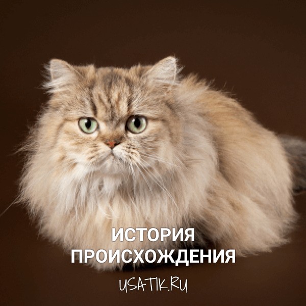 История происхождения манчкинов