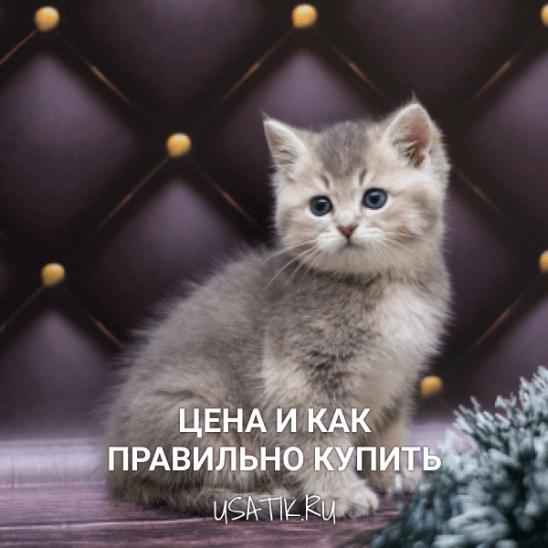 Манчкин - цена и как правильно купить