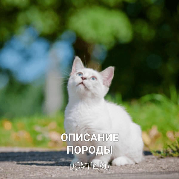 Манчкин - описание породы