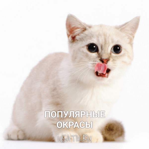 Популярные окрасы манчкинов