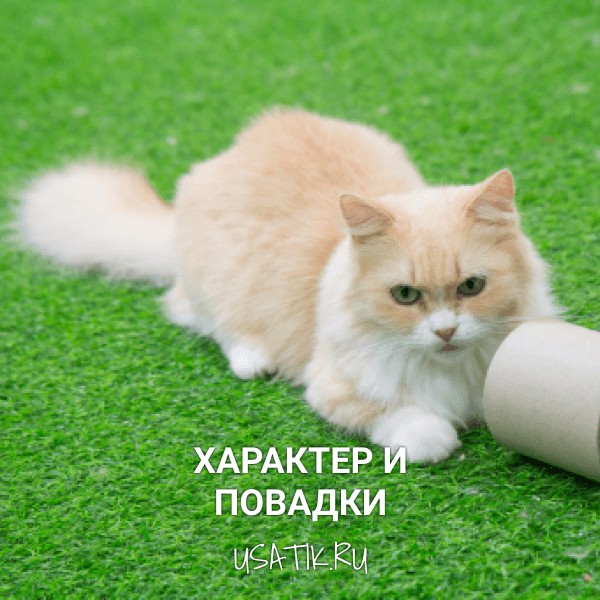 Характер и повадки манчкинов