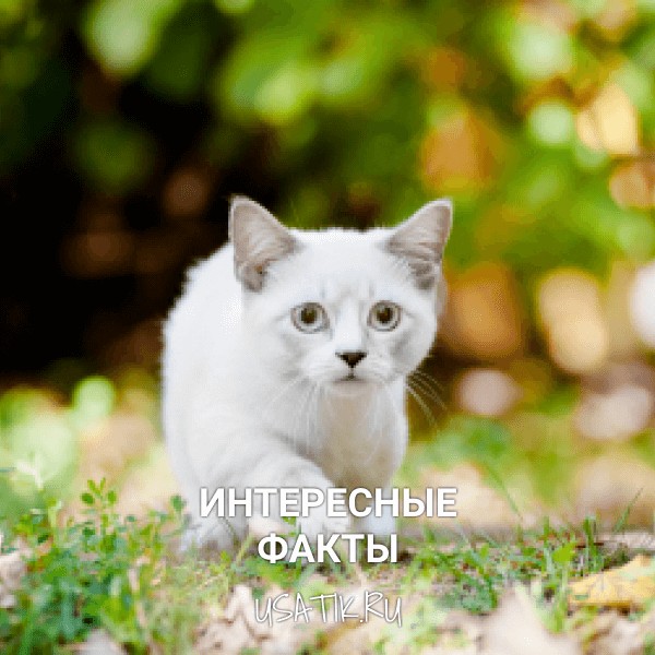 Интересные факты о манчкинах