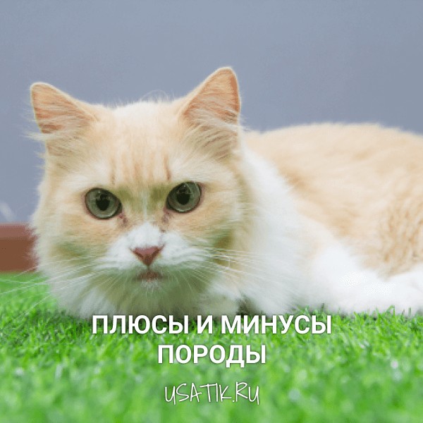 Плюсы и минусы манчкинов