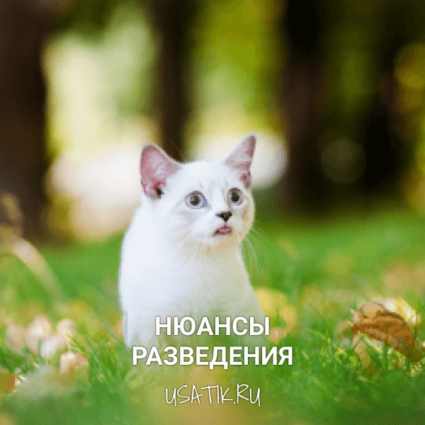 Разведение манчкинов