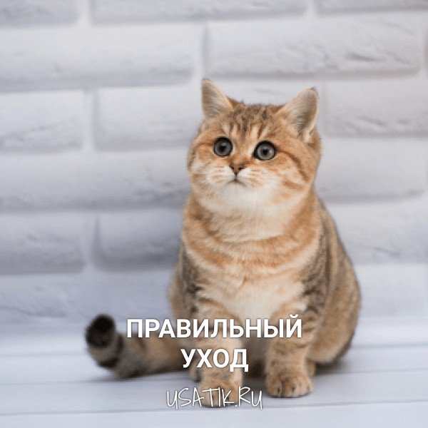 Уход за манчкинами