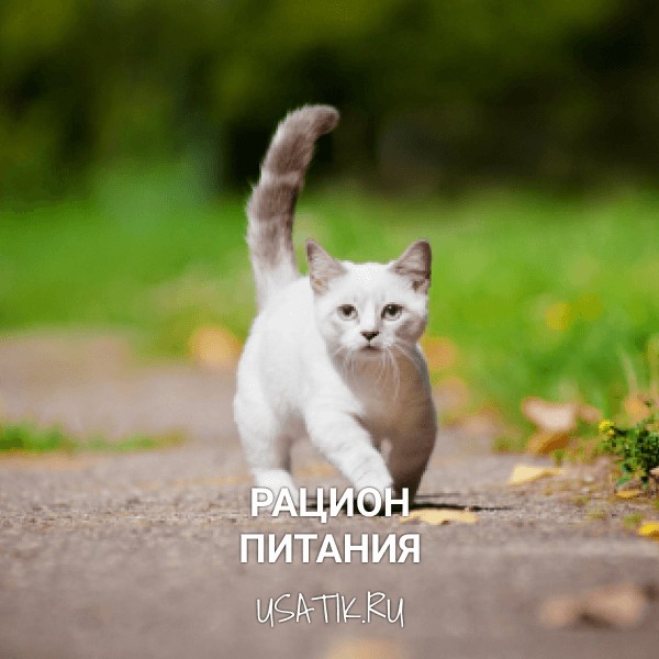 Рацион питания манчкинов