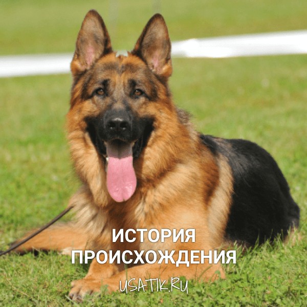 История происхождения немецких овчарок