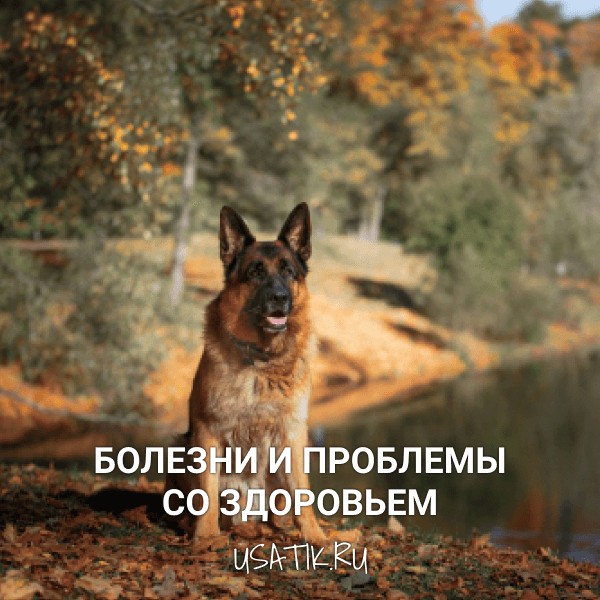 Болезни и проблемы со здоровьем