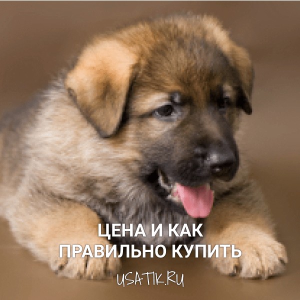 Немецкая овчарка – цена и как правильно купить