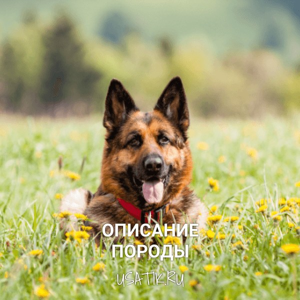 Немецкая овчарка – описание породы