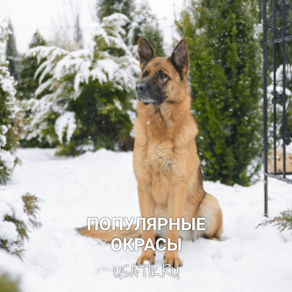 Популярные окрасы немецких овчарок
