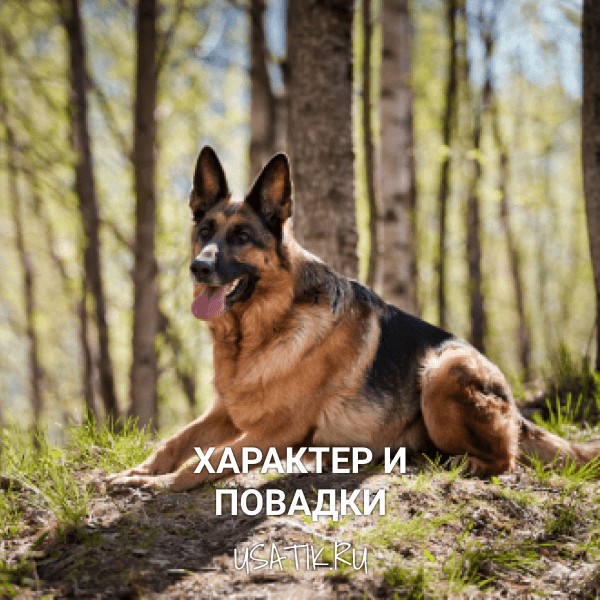 Характер и повадки немецких овчарок