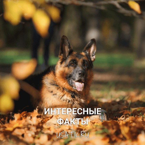 Интересные факты о немецких овчарках