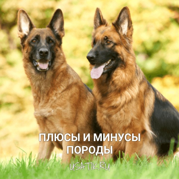 Плюсы и минусы немецких овчарок