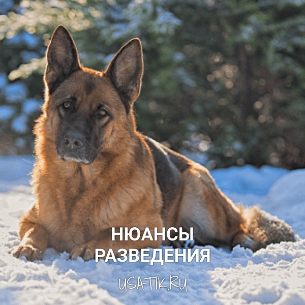 Разведение немецких овчарок