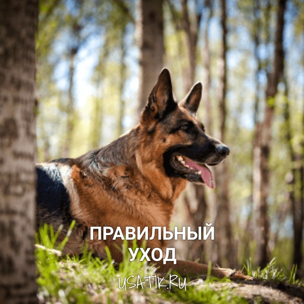 Уход за немецкими овчарками
