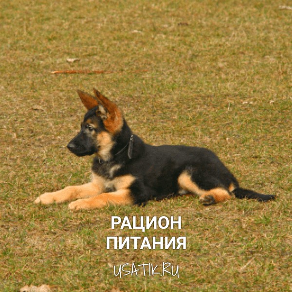 Рацион питания немецких овчарок