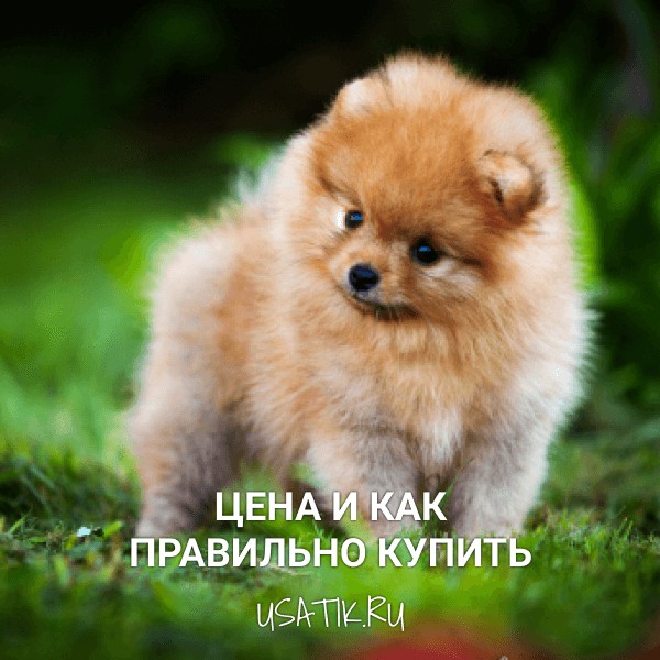 Немецкий шпиц - цена и как правильно купить