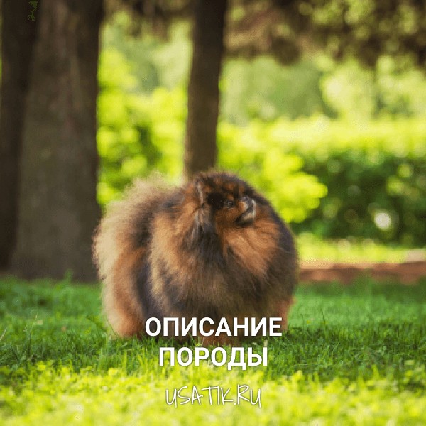 Немецкий шпиц - описание породы