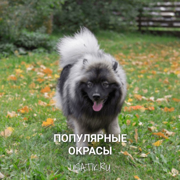 Популярные окрасы немецких шпицев